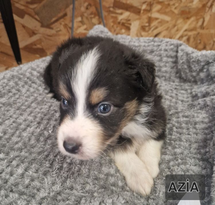 Jean-paul Nicolas - Chiots disponibles - Berger Australien