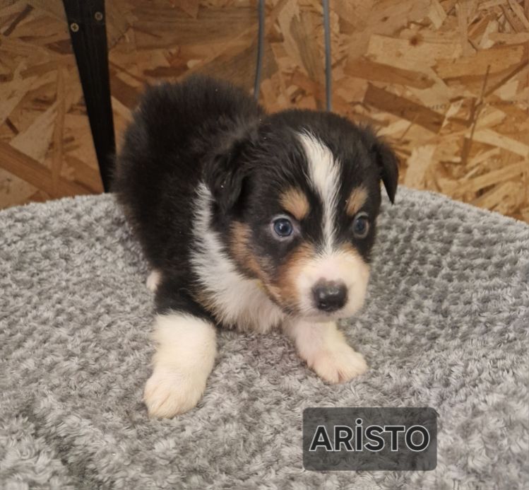 Jean-paul Nicolas - Chiots disponibles - Berger Australien