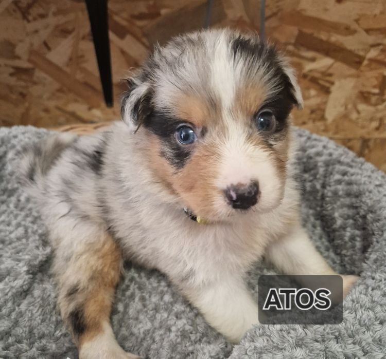 Jean-paul Nicolas - Chiots disponibles - Berger Australien