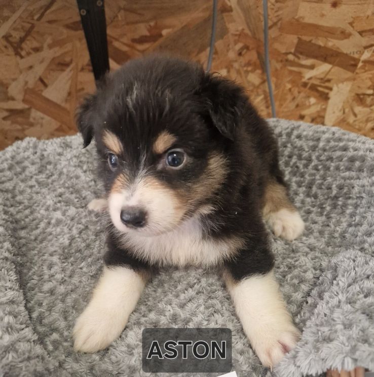 Jean-paul Nicolas - Chiots disponibles - Berger Australien
