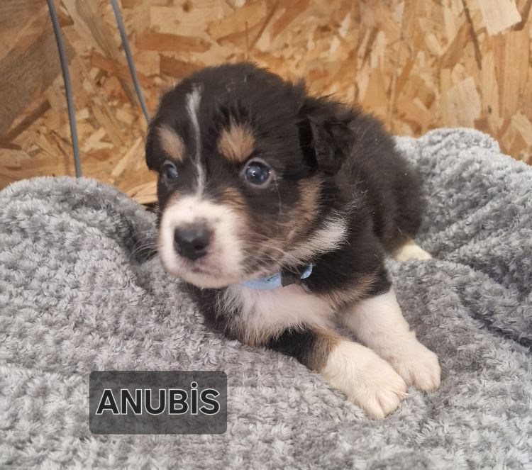 Jean-paul Nicolas - Chiots disponibles - Berger Australien
