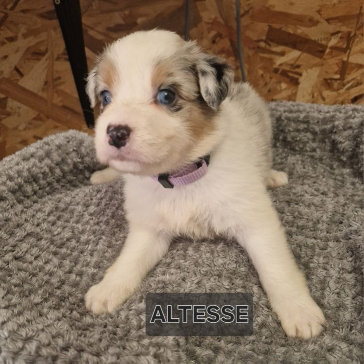 Jean-paul Nicolas - Chiots disponibles - Berger Australien