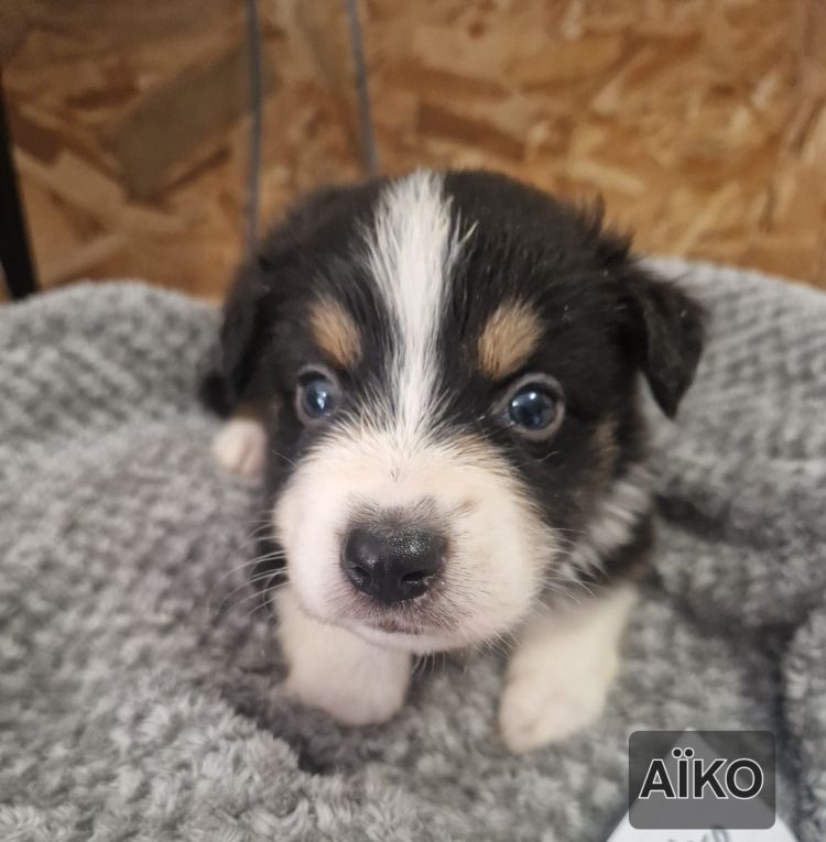 Jean-paul Nicolas - Chiots disponibles - Berger Australien