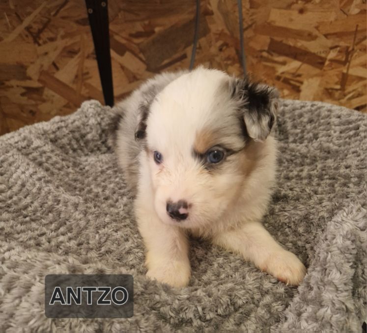 Jean-paul Nicolas - Chiots disponibles - Berger Australien